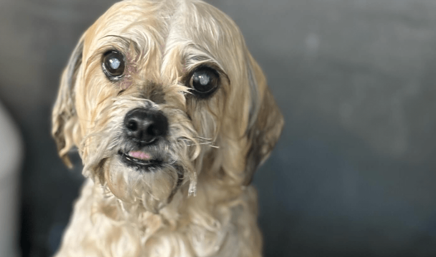 Hallz Pet Groomz