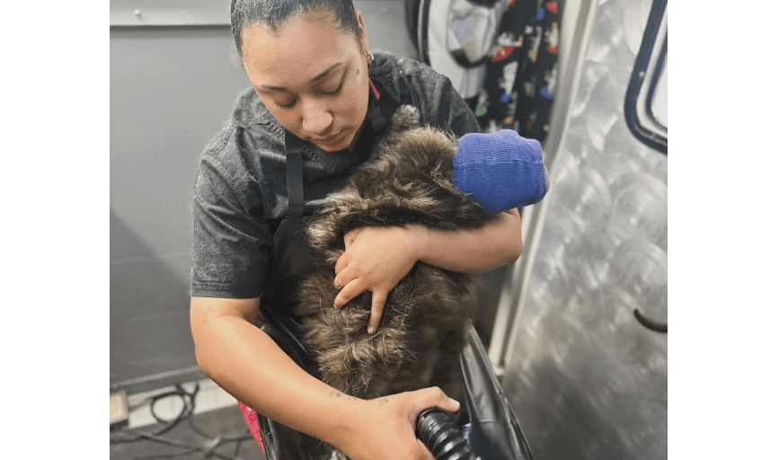 Hallz Pet Groomz