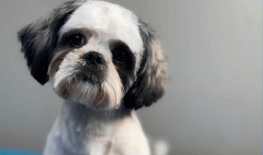 Hallz Pet Groomz