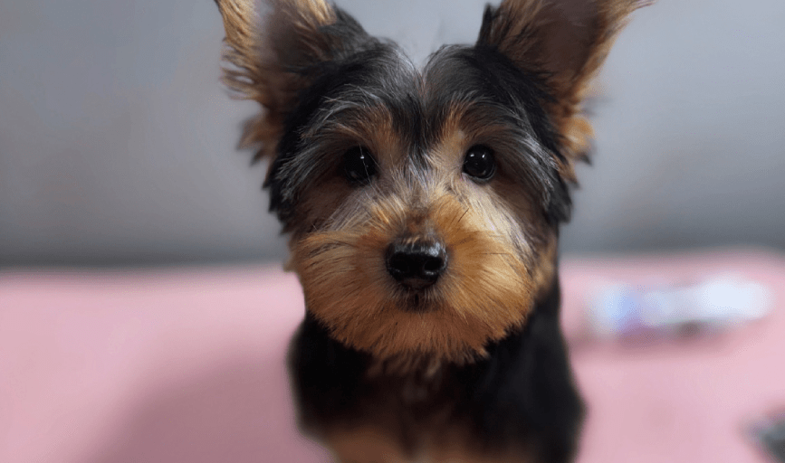 Hallz Pet Groomz