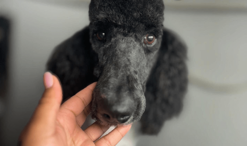 Hallz Pet Groomz